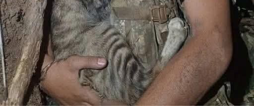 In the Midst of War, a Moment of Peace