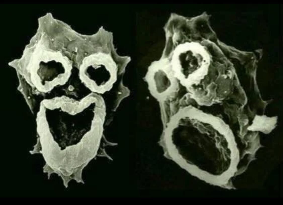 Neural Space tweet media