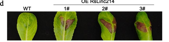 Plant Direct Journal tweet media