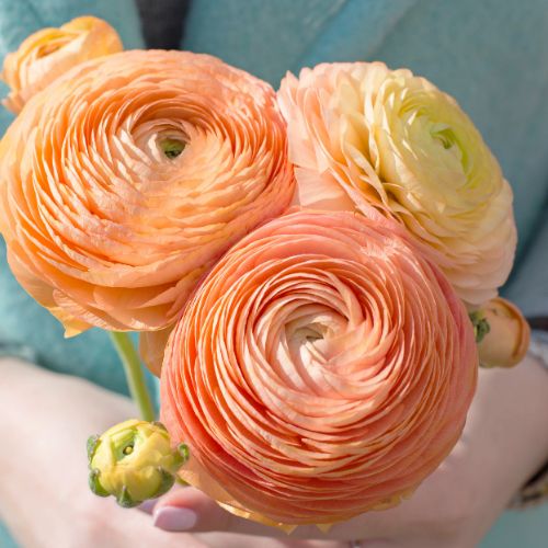 I've become obsessed with Ranunculus flowers. I must grow them this year. They're so beautiful that they don't even look real.