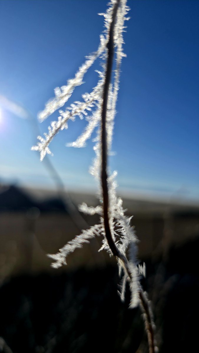 SilverbackPops's tweet photo. Frosted https://t.co/ZuQUB5Gsy6