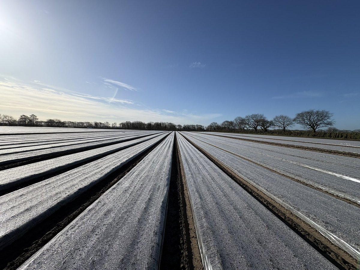 Agronomysilvers's tweet photo. What a glorious day ☀️and a bloody hetic one at that too @AgriiUK #lettuce #cropwalking #hasspringsprung https://t.co/VgYTJbdpbR
