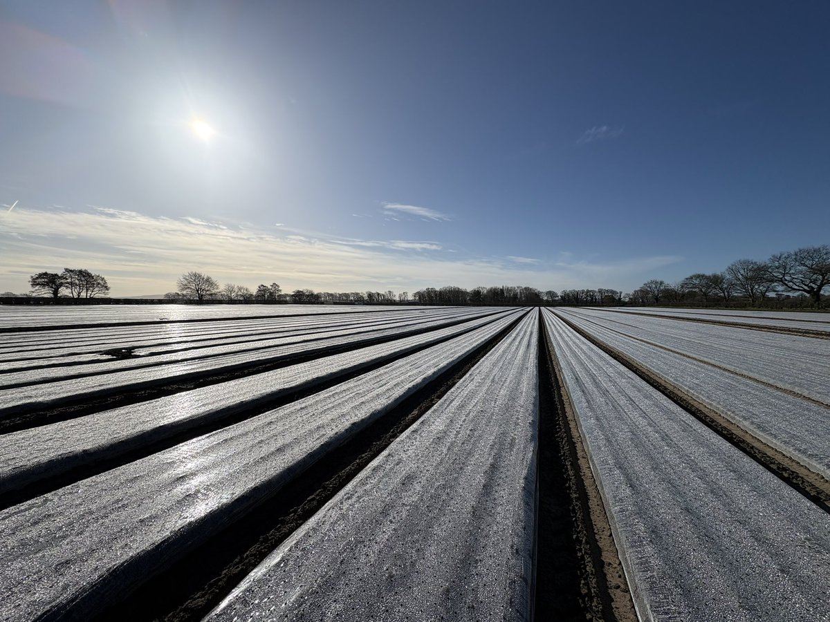 Agronomysilvers's tweet photo. What a glorious day ☀️and a bloody hetic one at that too @AgriiUK #lettuce #cropwalking #hasspringsprung https://t.co/VgYTJbdpbR