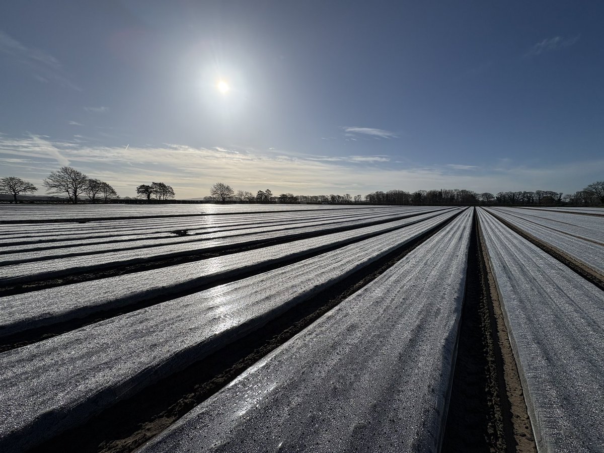 Agronomysilvers's tweet photo. What a glorious day ☀️and a bloody hetic one at that too @AgriiUK #lettuce #cropwalking #hasspringsprung https://t.co/VgYTJbdpbR