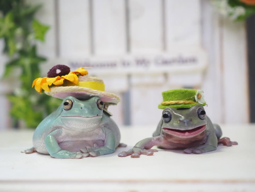 Frog lovers Club (@froglovers_club) / Posts / X