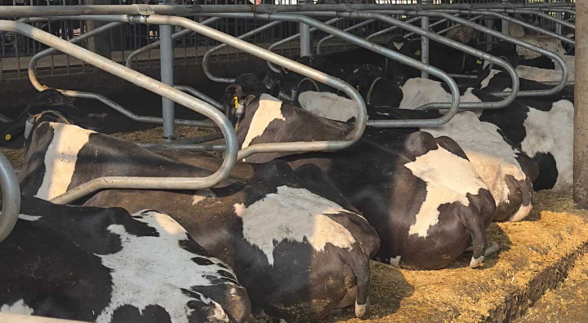 Promat Inc. tweet media