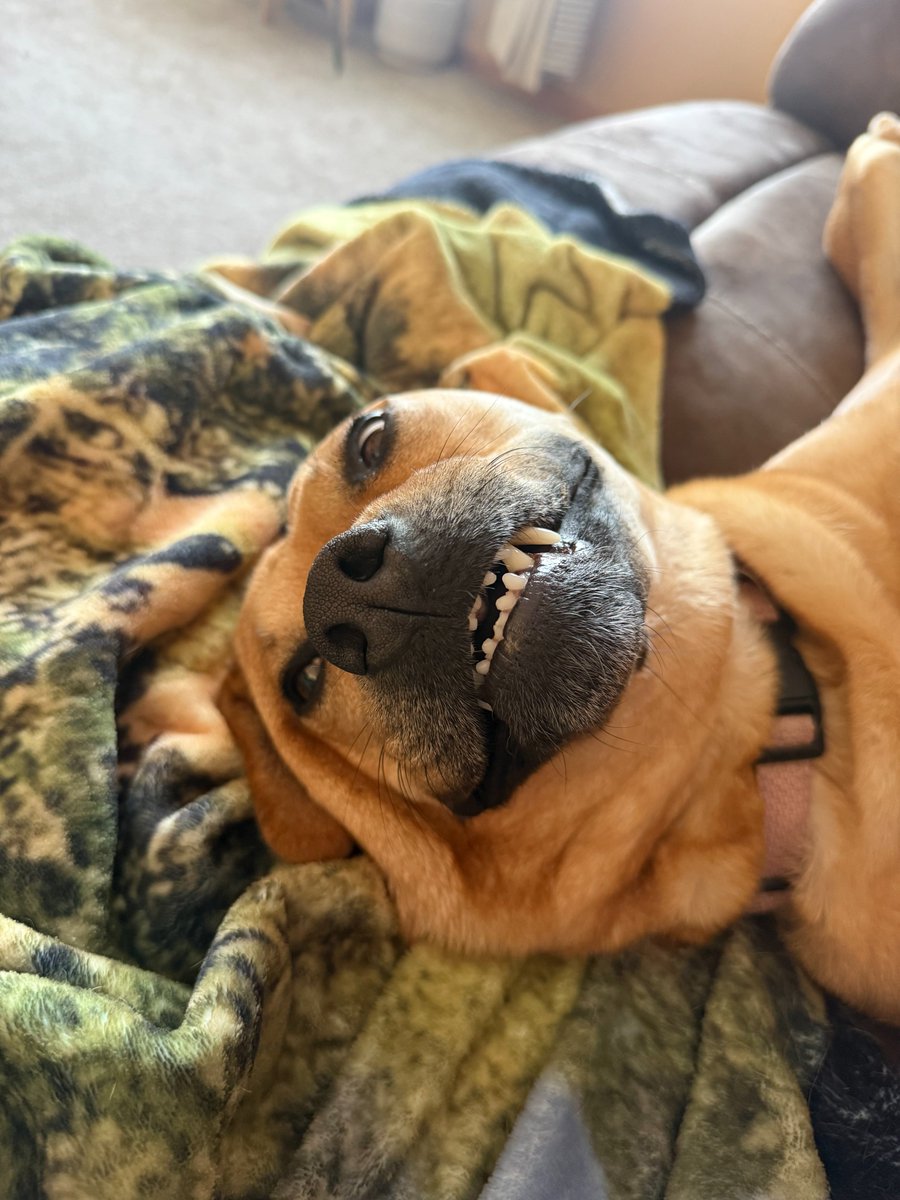 Joe Prosit tweet media