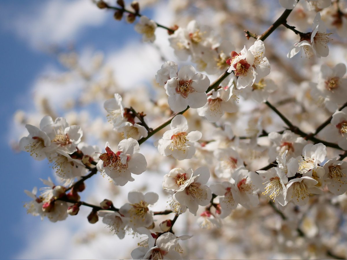 michi-cello tweet media