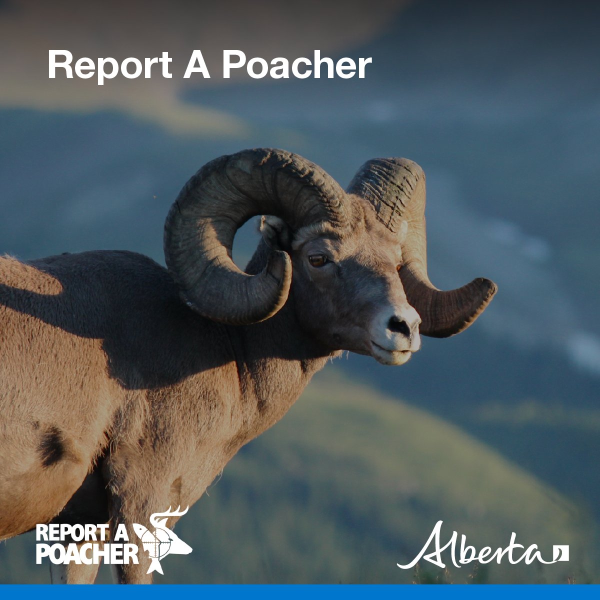 Alberta Fish and Wildlife Enforcement tweet media