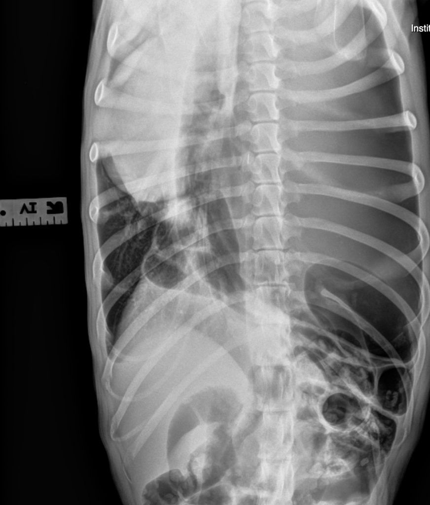 Veterinary Practice News tweet media