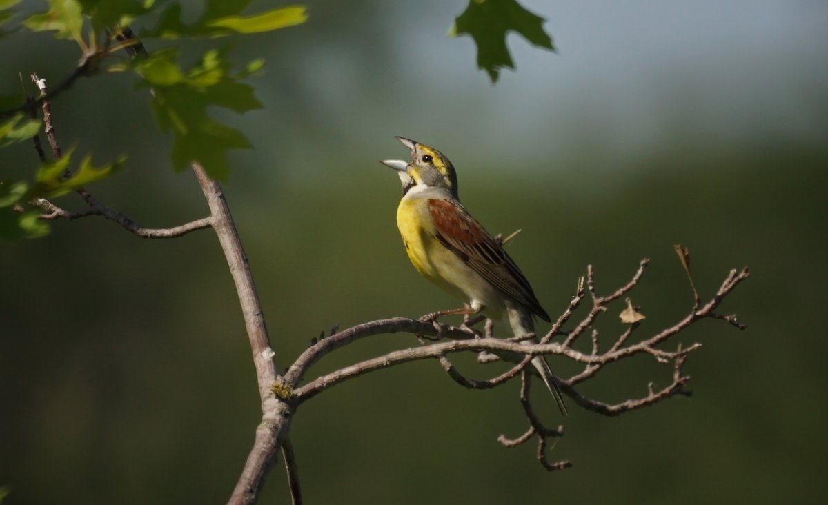 Green Dallas tweet media