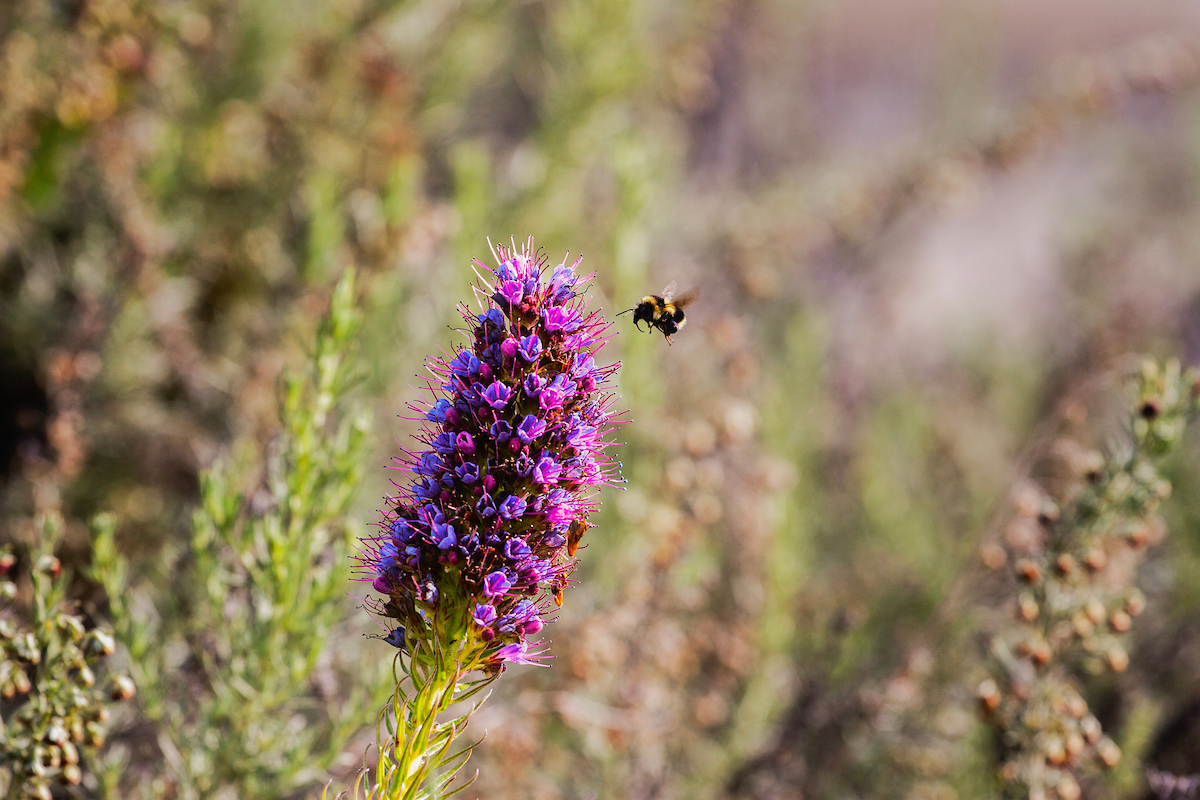 Cal State Monterey Bay tweet media