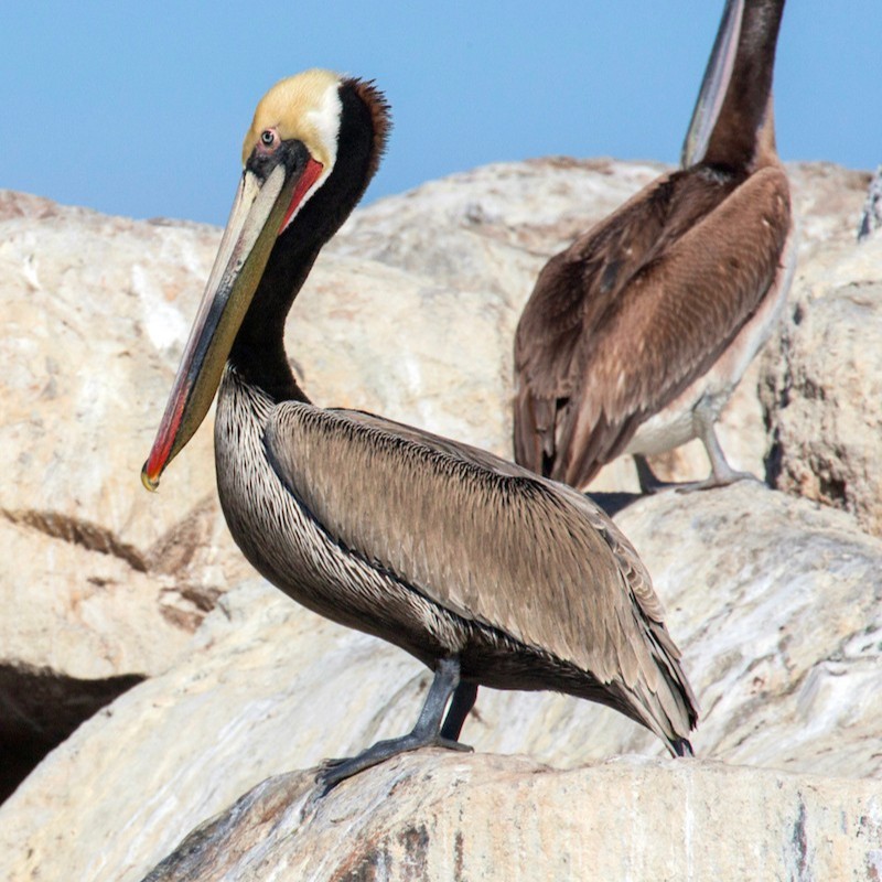 Cal State Monterey Bay tweet media