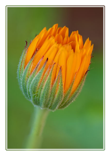 photos_dsmith's tweet image. The #closed #petals of this #Calendula #flower show how it #opens up its #structure to #pollinators. #macrophotography #flowerphotography #gardenphotography #photography. Shot using a @SigmaImagingUK #macro lens by a #Cheshire #photographer, see darrensmith.org.uk for more.