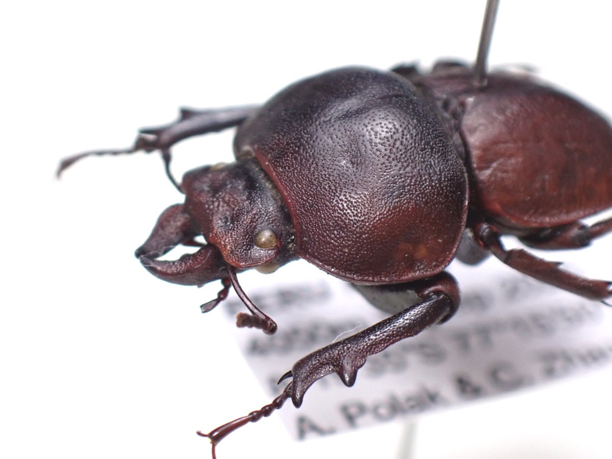 ブログ更新しました！ ペルーの新属新種クワガタOrotrupes asenjoi