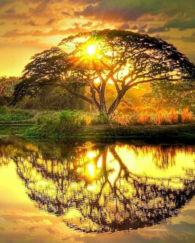 Be like a tree 
Stay grounded 
Keep growing 
But know when to let go.