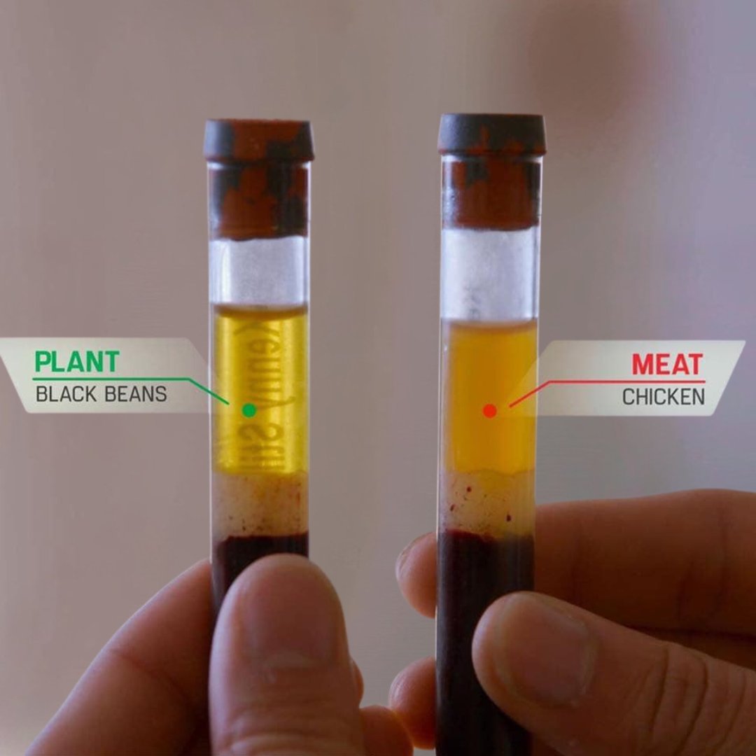 PlantBasedNews's tweet photo. "If you feed someone animal based food vs plant you get a dramatically different looking serum if you spin the blood. This is crucial to understand because doctors usually make you do fasting blood lipids and labs. Yet, heart attacks often happen after eating."

"In fact, if you measure inflammatory mediators after eating cream vs sugar water there is a dramatic rise in inflammation after the cream but it then subsided over time. Likewise, after a high fat animal meal blood vessels become more spastic and blood more coagulable. This all happens after eating but then fades so you wouldn’t pick this up with fasting blood levels."

"The stuff that you see in the serum after the fatty animal meal actually causes the blood vessels to stiffen, increases inflammation, increases IGF1 and activates mTOR, and has other substances that have negative physiological responses. Maybe we should be studying lipids after eating rather than while fasting." - Dr Garth Davis

Image from The Game Changers Movie