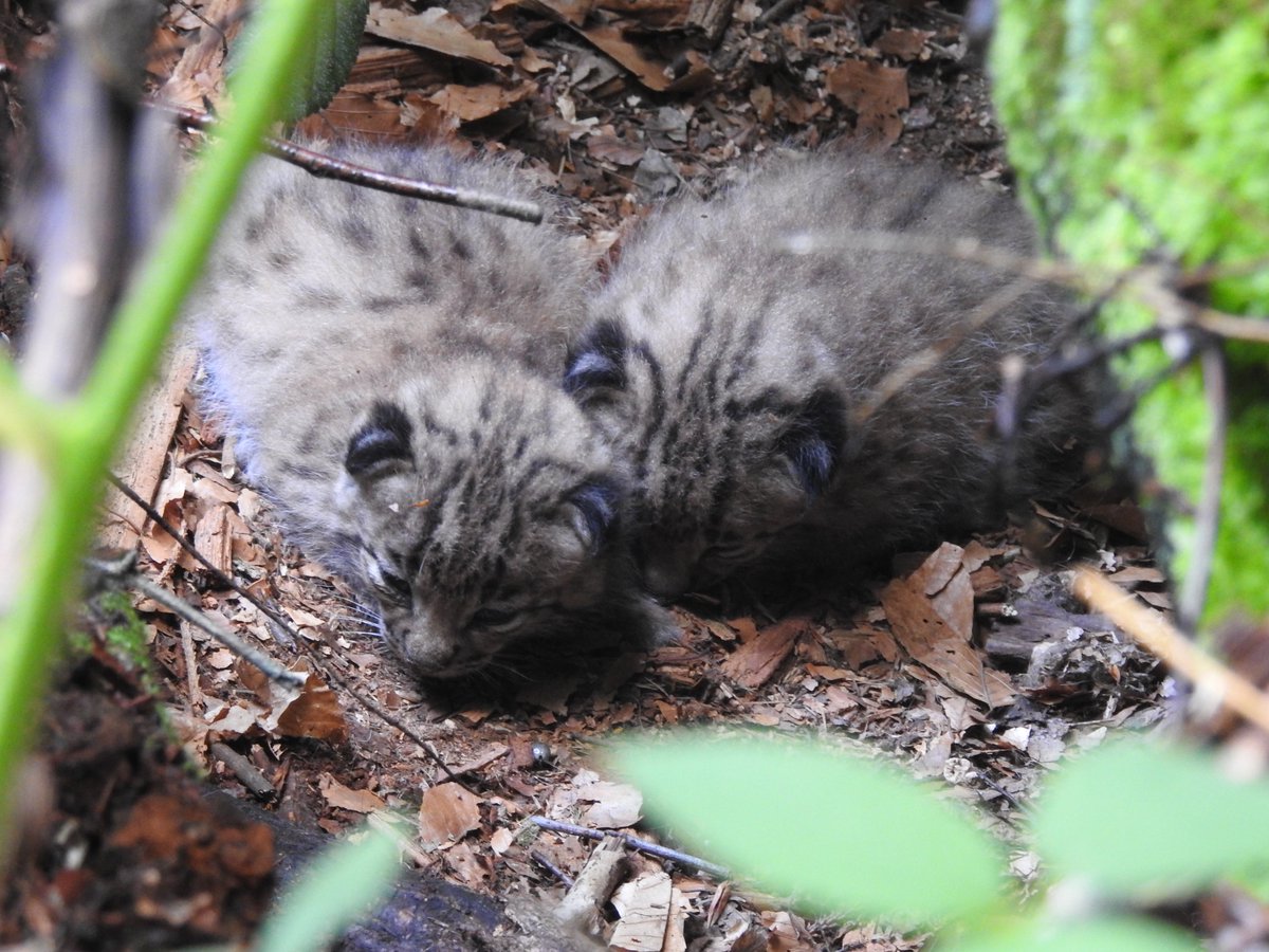 Prefet67's tweet image. #Environnement 🐈| Journée mondiale de la vie sauvage

💡Saviez-vous que le Bas-Rhin abrite l’un des félins les plus discrets et mystérieux d’Europe ? 

Le lynx boréal est un symbole de la richesse de notre biodiversité qui a failli disparaître de France au XXe siècle. Il a