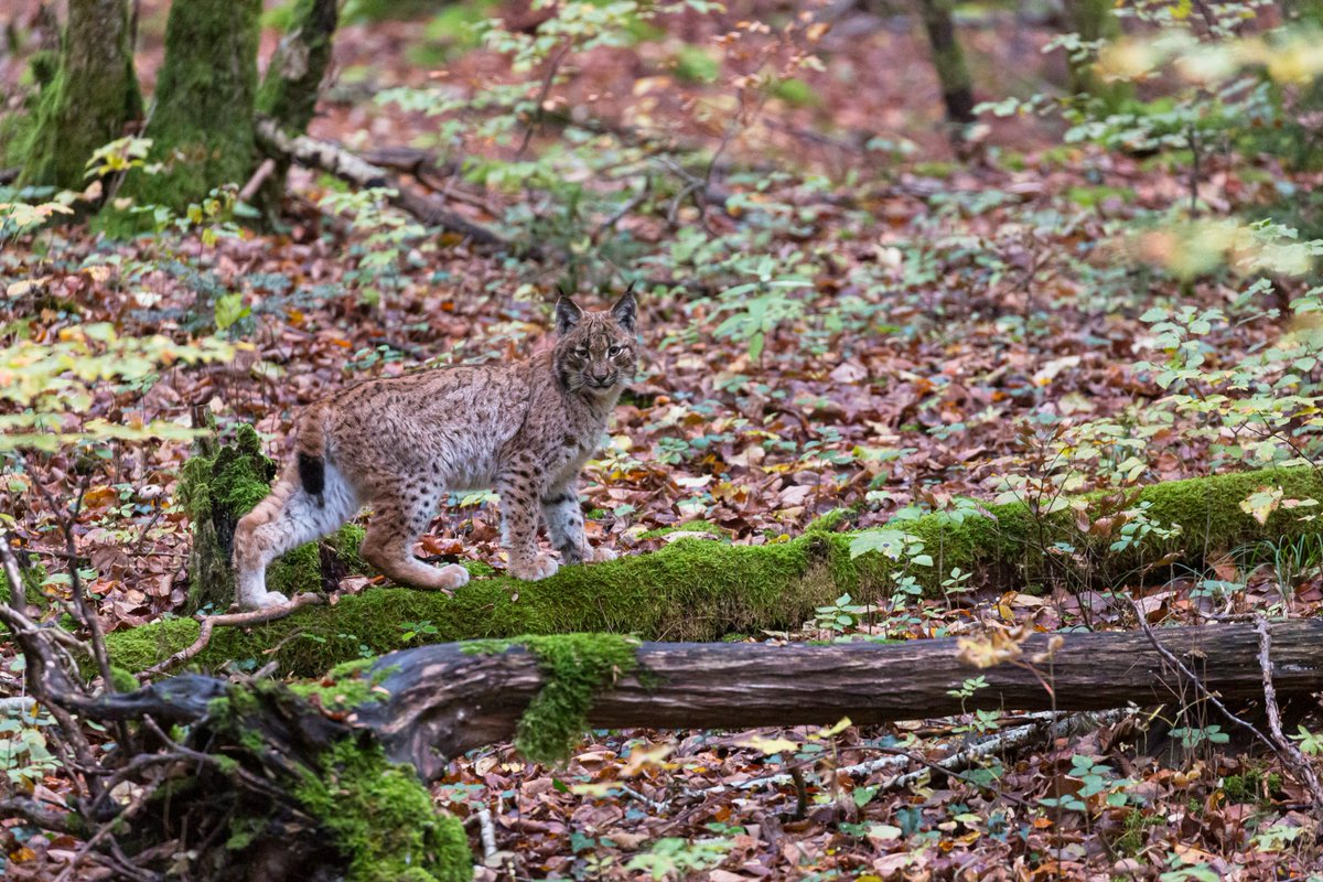 Prefet67's tweet image. #Environnement 🐈| Journée mondiale de la vie sauvage

💡Saviez-vous que le Bas-Rhin abrite l’un des félins les plus discrets et mystérieux d’Europe ? 

Le lynx boréal est un symbole de la richesse de notre biodiversité qui a failli disparaître de France au XXe siècle. Il a