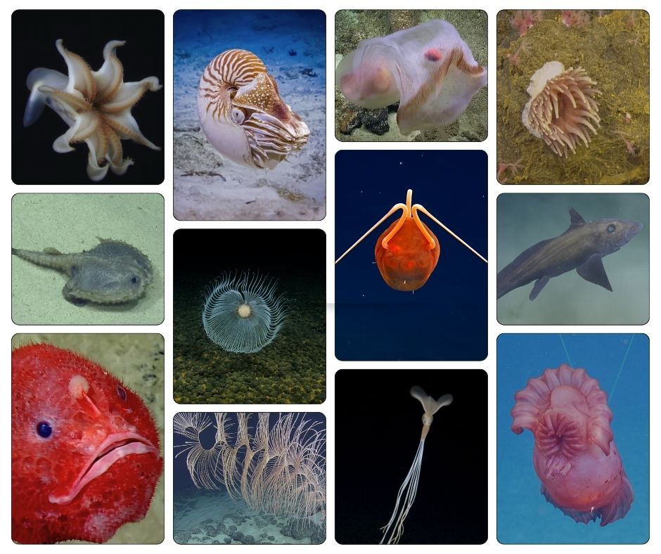 E/V Nautilus tweet media