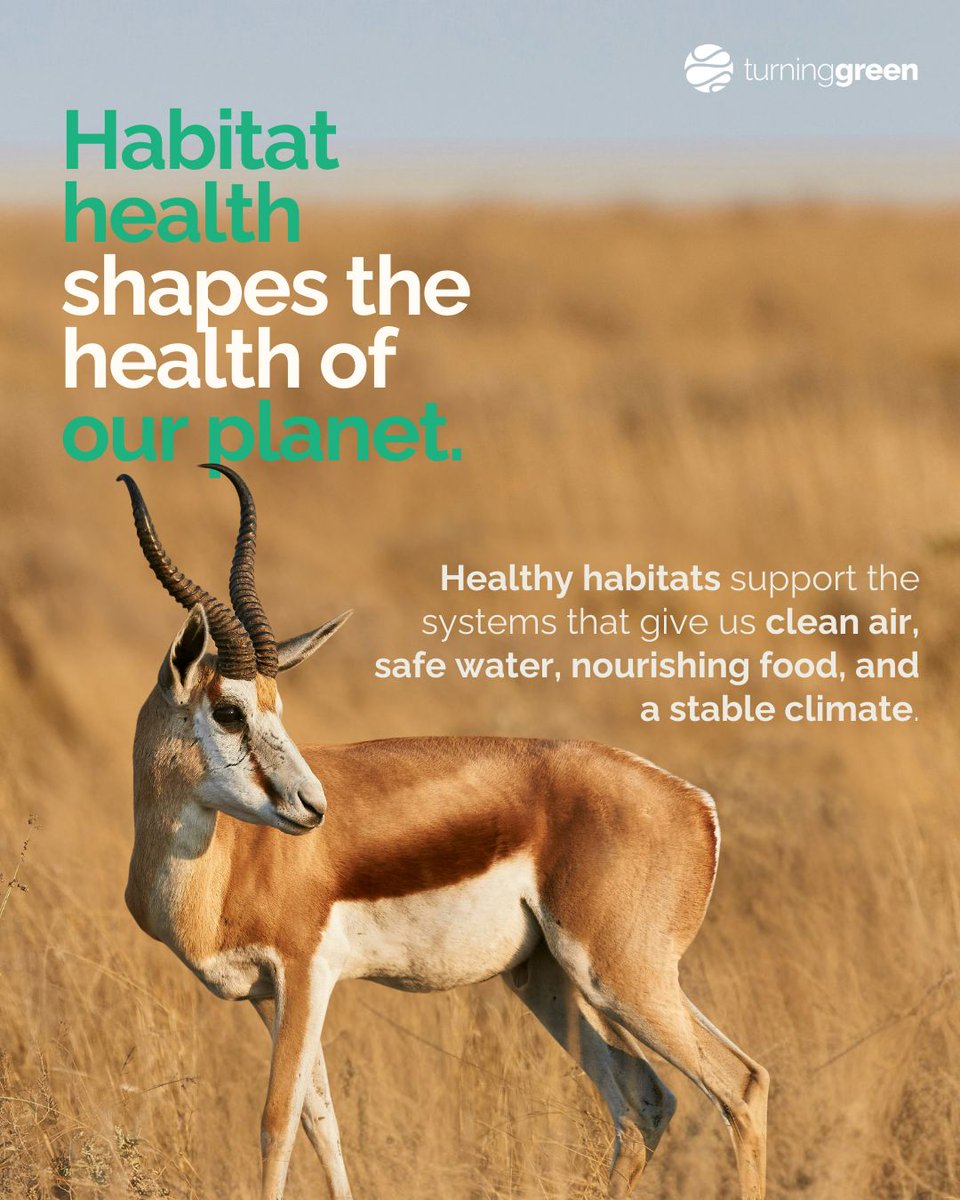 Turning Green tweet media