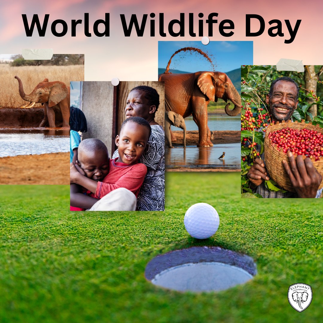 Elephant Cooperation tweet media