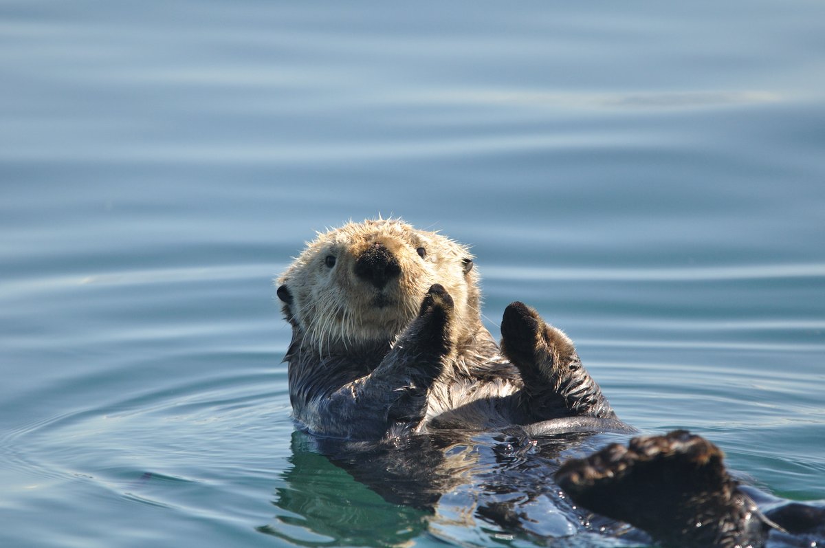 NatParkTrust's tweet photo. It’s #WorldWildlifeDay! 🌎

Let’s take a moment to appreciate the wildlife in our national parks that are not just fun to spot, but also play a big role in supporting the biodiversity and health of our ecosystems. 🦬

📷: @NatlParkService / Beaver: Sarah King https://t.co/c0kJpLhLIJ