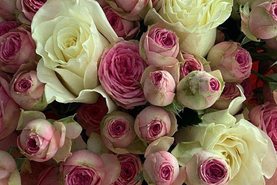 freyechka tweet media