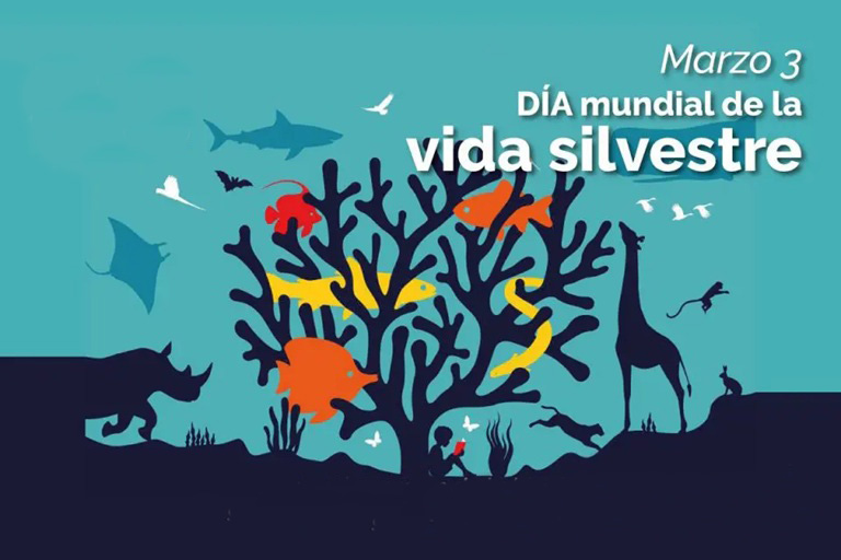 🌳🐼 | La vida silvestre, un sostén de la existencia humana

La vida silvestre no es un adorno para la contemplación, sostiene la existencia, la economía, la cultura y la salud humana.

👉cubasi.cu/noticia/la-vid…