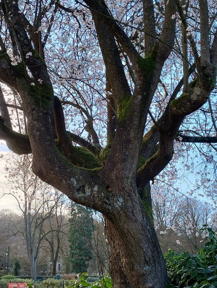 #ThicktrunkTuesday Not just for the trunk but because of all the prunus blossom in the park this is the nearest to fully opening. This afternoon.
