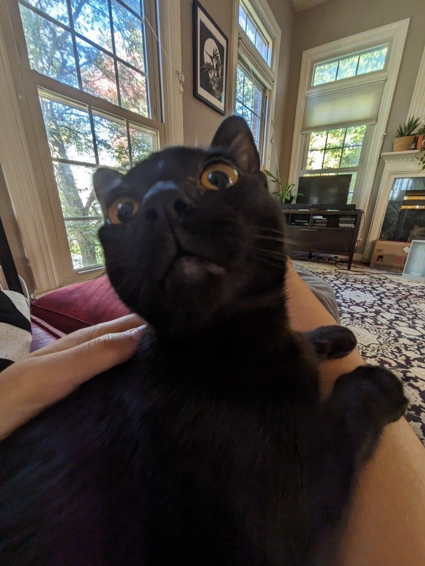 Black cats are not bad luck (@visualscat) on Twitter photo 