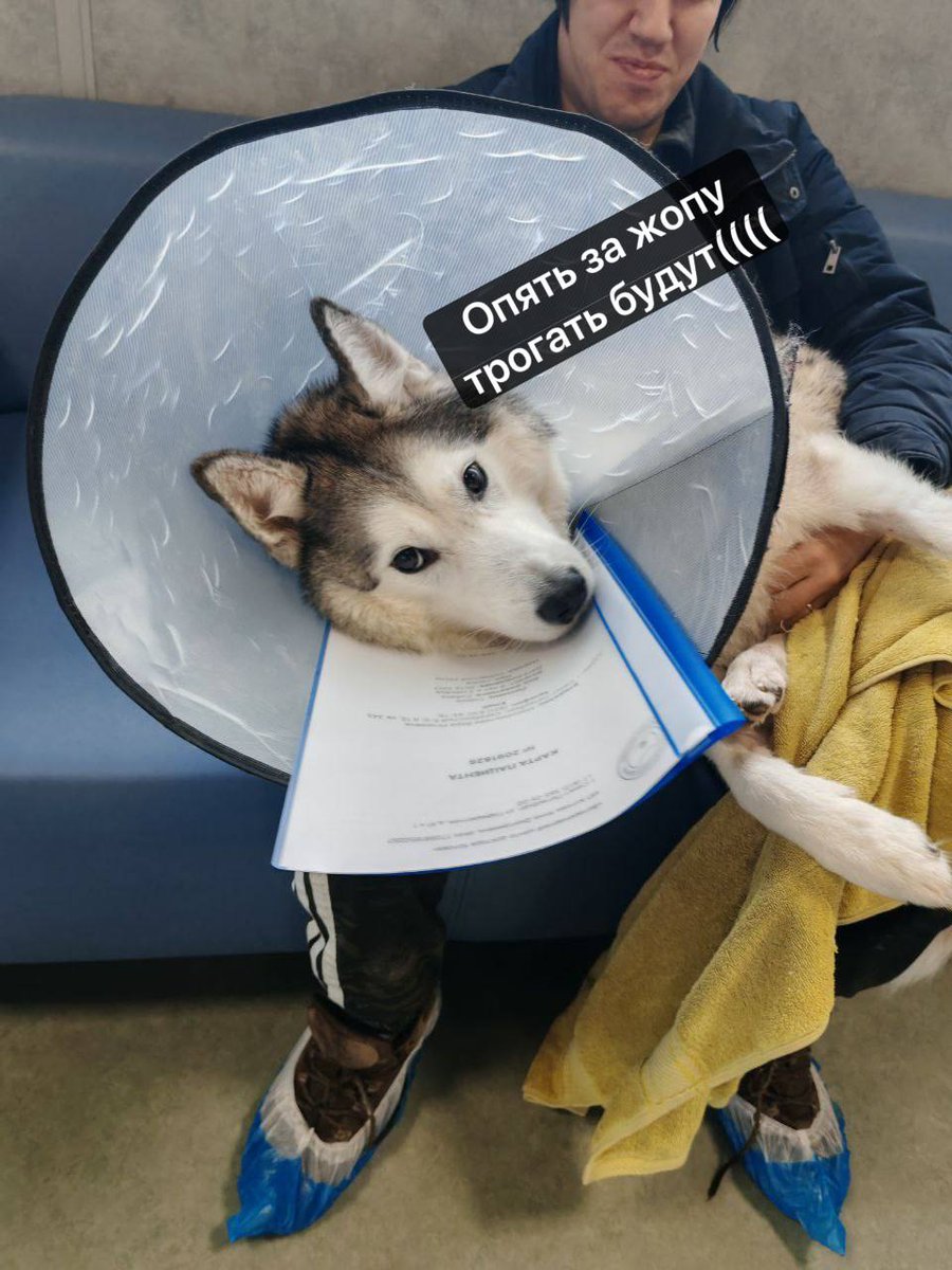 Верилий tweet media