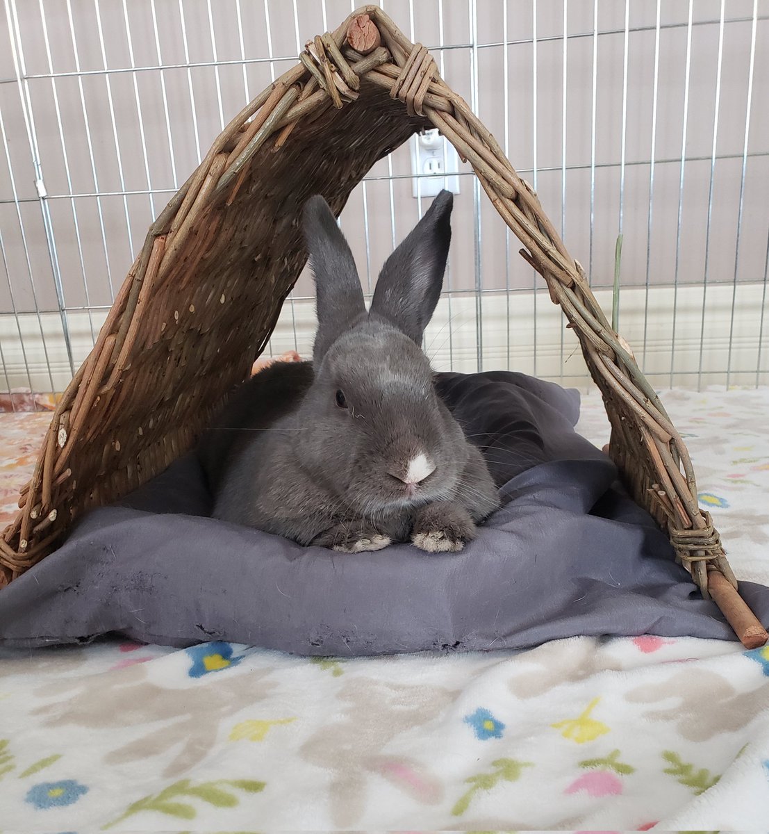 Tranquility Trail tweet media