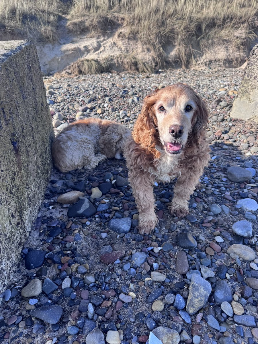 SpanielsSuper's tweet photo. Dad is on a fitness kick…… #TenThousandSteps
Mum went to sit on a rock while dad walked on further than she could manage ….. We stayed behind to look after mum #YoureWelcomeMum
I was alert for dangers….. Isky slept on the job 😴🙄
You can rely on me mum 👍 https://t.co/orzkA5y9G4