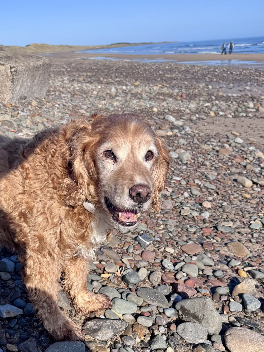 SpanielsSuper's tweet photo. Dad is on a fitness kick…… #TenThousandSteps
Mum went to sit on a rock while dad walked on further than she could manage ….. We stayed behind to look after mum #YoureWelcomeMum
I was alert for dangers….. Isky slept on the job 😴🙄
You can rely on me mum 👍 https://t.co/orzkA5y9G4