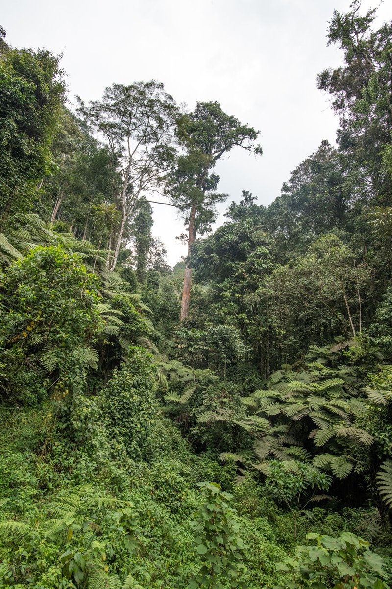 African Parks tweet media