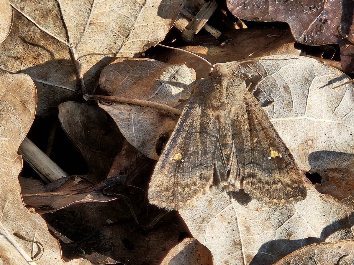 Een Wachtervlinder (Eupsilia transversa) tussen het eikenblad bij de Maandag.