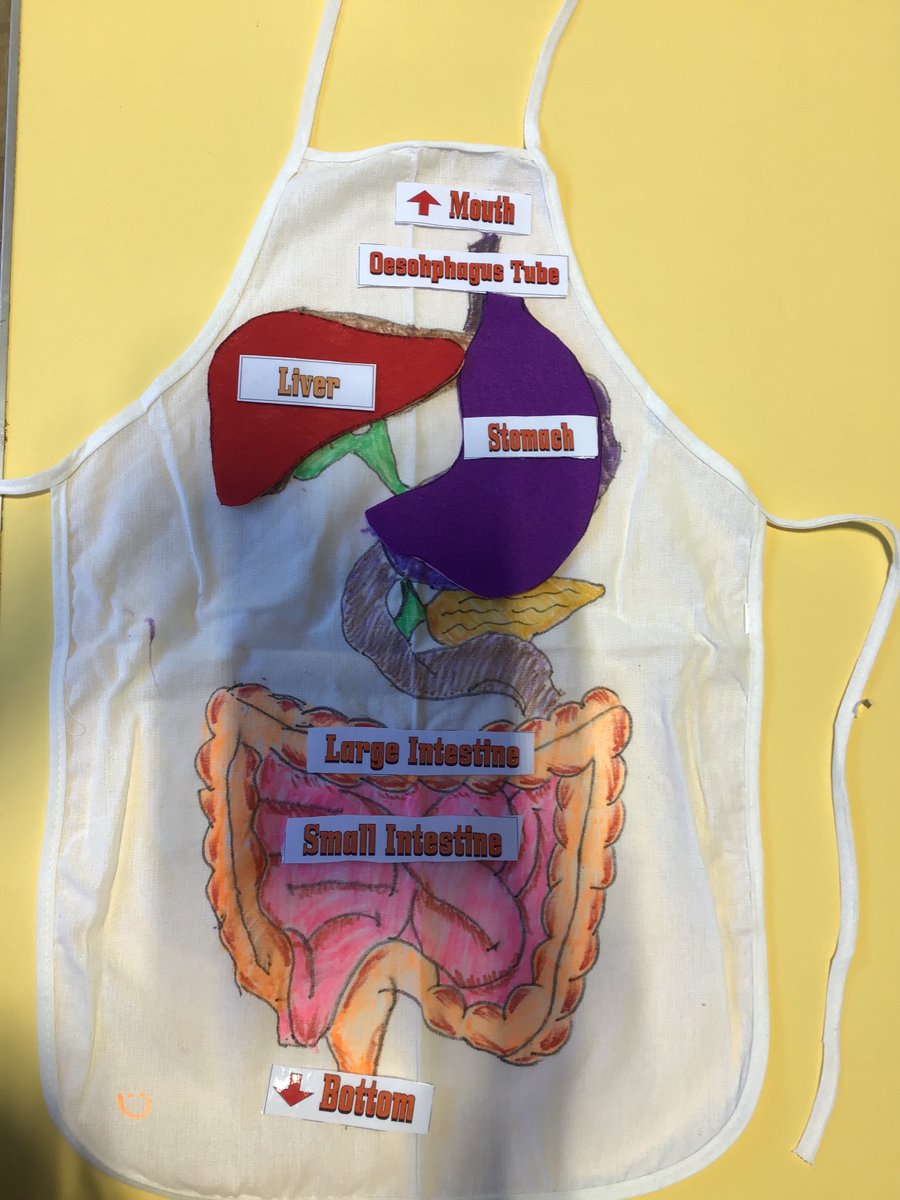 Rotherhamcreat2's tweet image. A brilliant afternoon at Trinity Croft Primary School with year 4 children and families. We have been exploring the Digestive System. We have designed and created a digestive system apron and we did a digestive experiment too.  #fabulousfamilies #learningtogether #humanbody