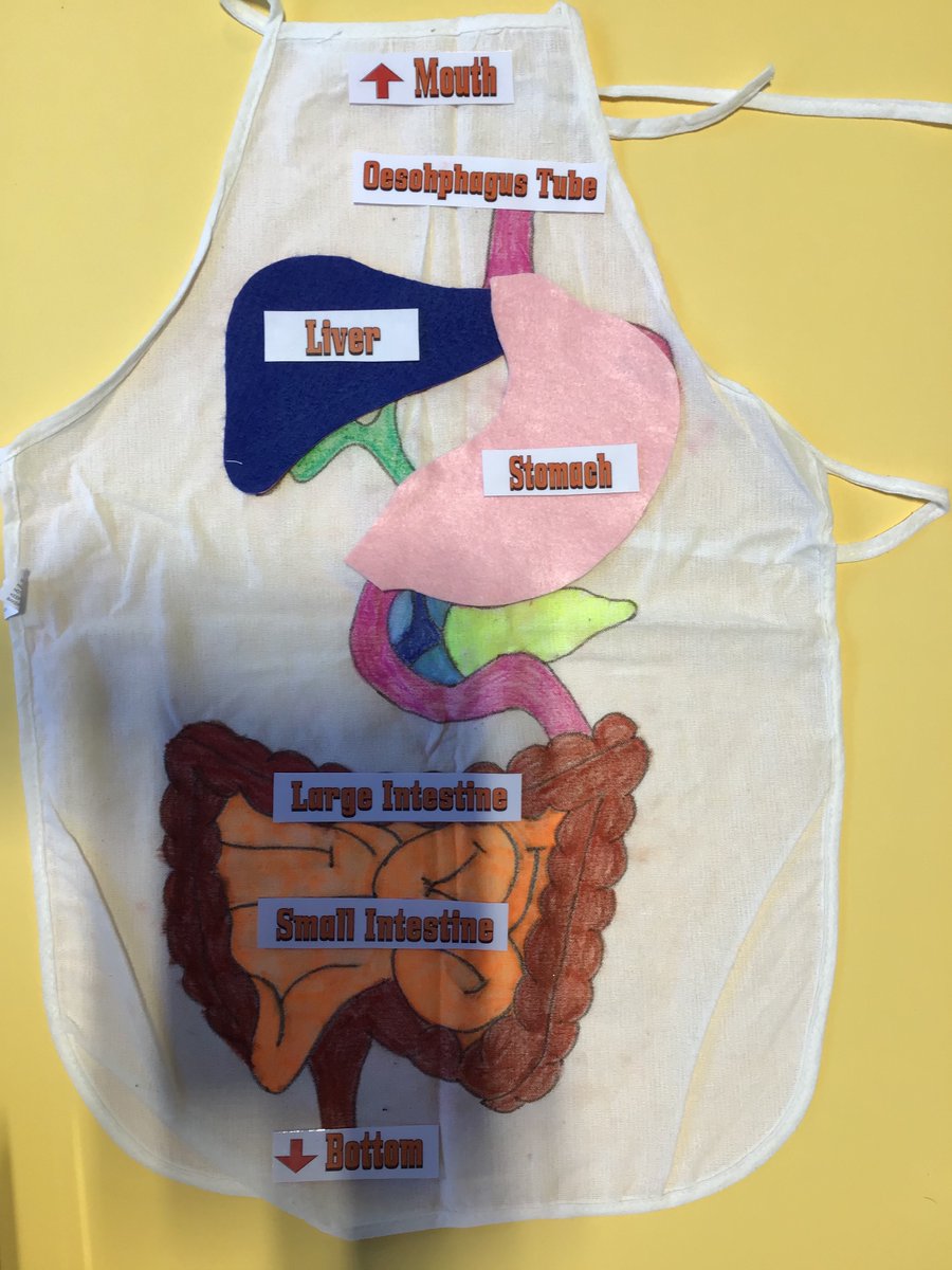 Rotherhamcreat2's tweet image. A brilliant afternoon at Trinity Croft Primary School with year 4 children and families. We have been exploring the Digestive System. We have designed and created a digestive system apron and we did a digestive experiment too.  #fabulousfamilies #learningtogether #humanbody