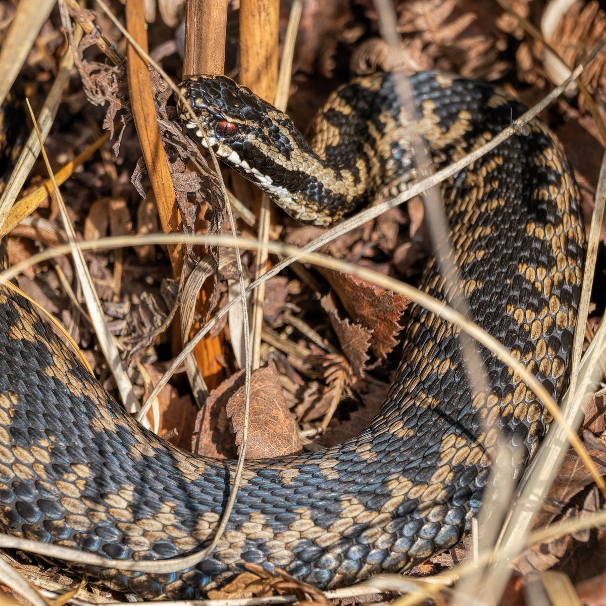 Stephen Barlow tweet media