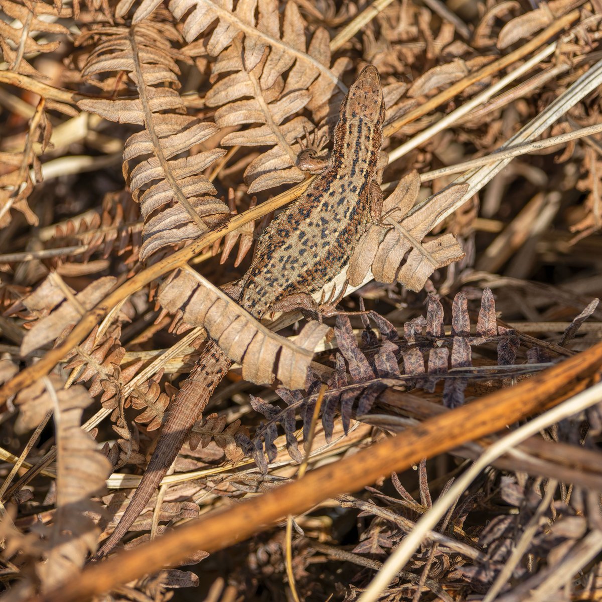 Stephen Barlow tweet media
