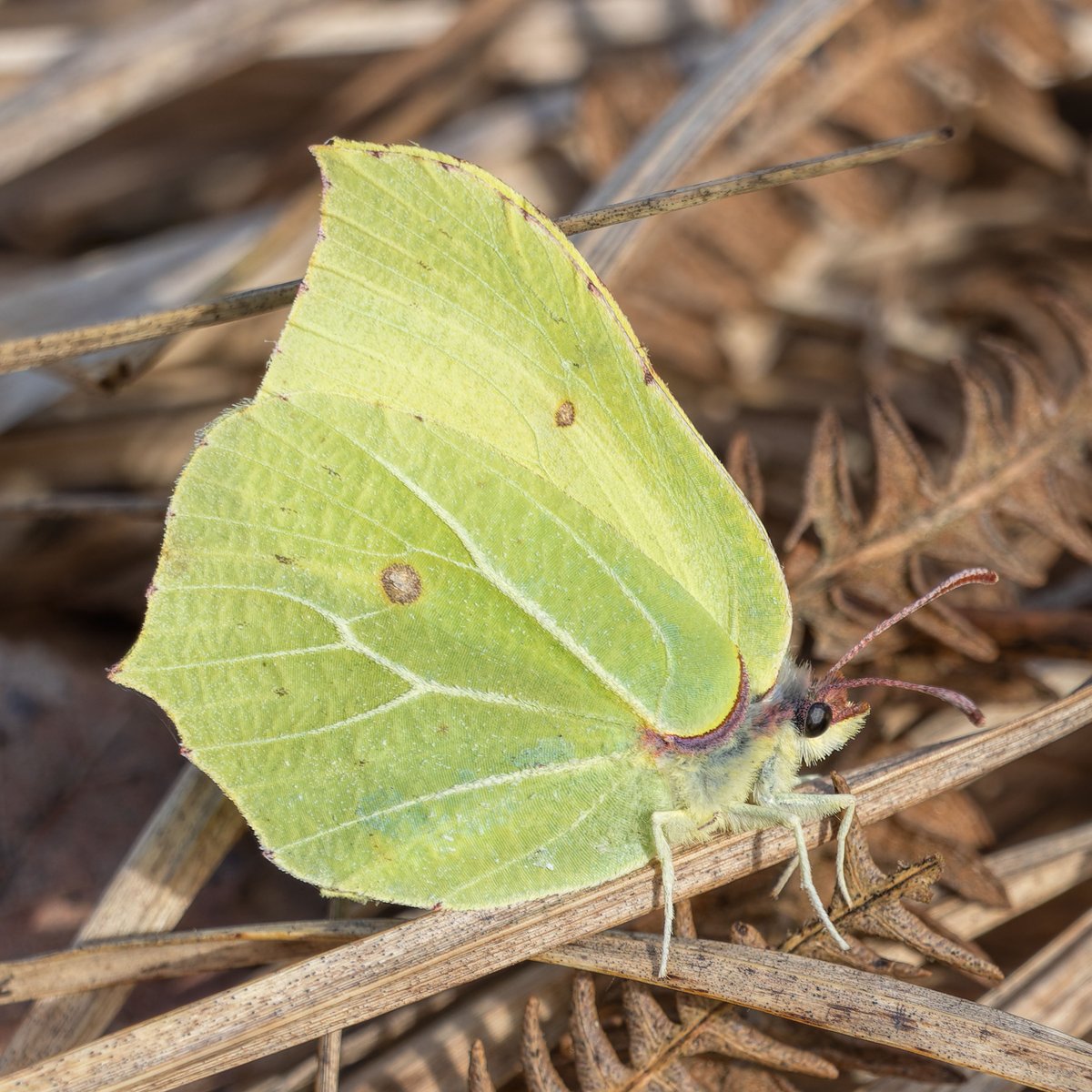 Stephen Barlow tweet media