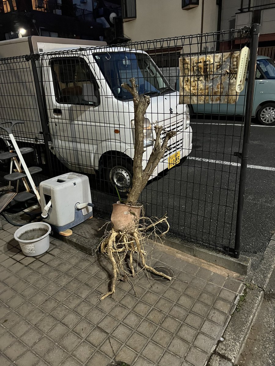 fukuchiphoto's tweet photo. マンドラゴラ https://t.co/XABwytJM3c