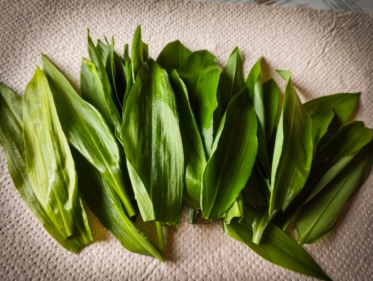 BecherZone's tweet photo. Wir starten in die Saison 🌱
#Bärlauch #Knobi https://t.co/4Gcs4n30y5