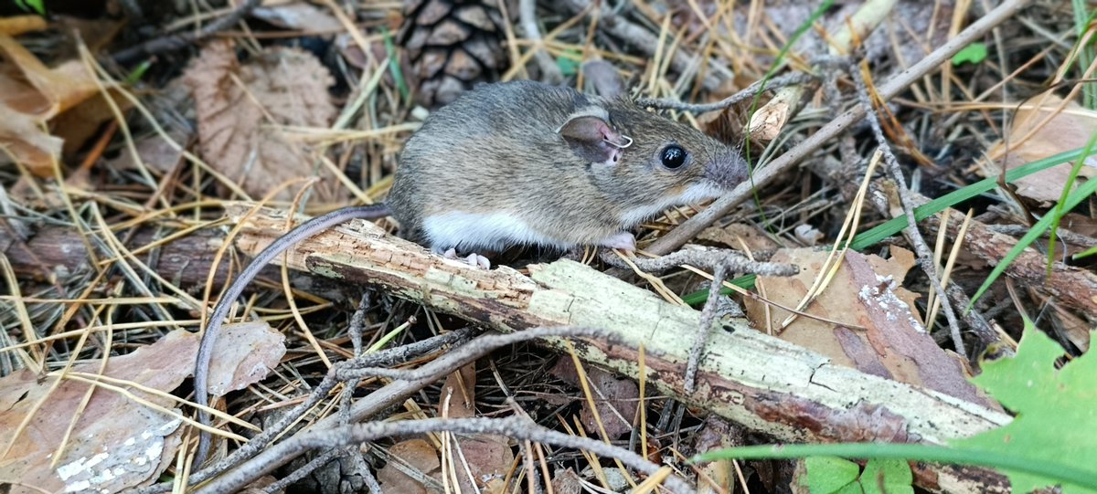 Aleksandra Wróbel 🕊.🐿️.🌱.🌳 tweet media