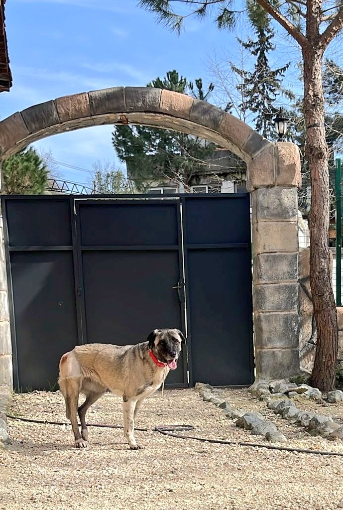 Bihtere araba çarptı. 2 kalçasında 2 ayagında ciddi kırıklar,omurgasında saçma,ve dilindeki damar kopmuştu.
Ameliyat oldu ama bir sol ayağındaki kırık eski olduğu için ona dokunulmamıştı. Ağrısı arttı ayağına hiç basamıyor. Yarın acilen vet.fakultesine gitmesi lazım+p