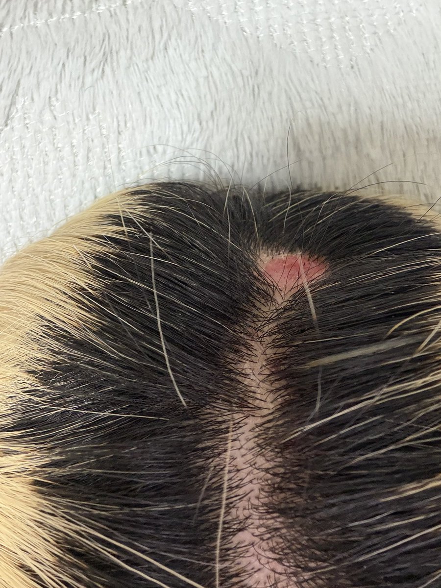 ハゲた
ストレスキモ