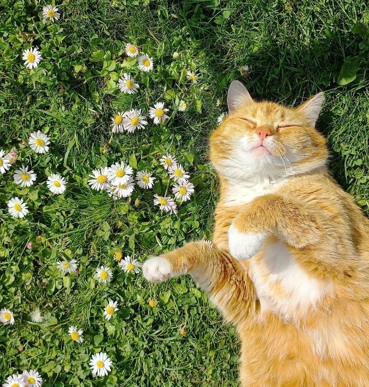 leafin_davinn's tweet photo. Hai! Haloo! Hewoo! ✧⁠◝⁠(⁠⁰⁠▿⁠⁰⁠)⁠◜⁠✧
Perkenalkan aku Davin Duri Arvandra. Bisa dipanggil Davin atau Duri bila pun ada panggilan manis lainnya juga boleehh 💚

Aku bakal post keseharian ku, keluarga ku dan Rayendra disini, salam kenal semuanya! 💚 https://t.co/cyqFWhGM6D