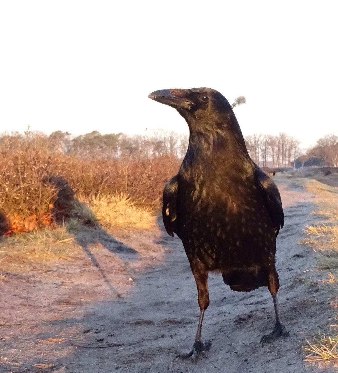 Flint T W I T T E R Crow tweet media