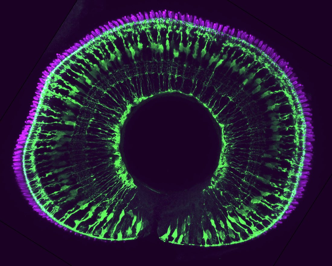 Ryan MacDonald tweet media
